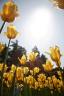 China, Beijing - Forbidden City Gardens- Yellow Tulips.JPG