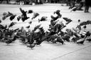 Poland, Krakow - Pidgins.JPG