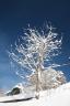 Switzerland, Gryon - Snowy Tree.JPG