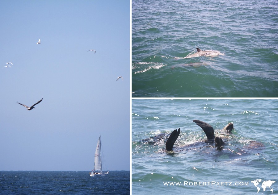 Dana, Point, Orange, County, Whale, Watching, Travel, California, Photography