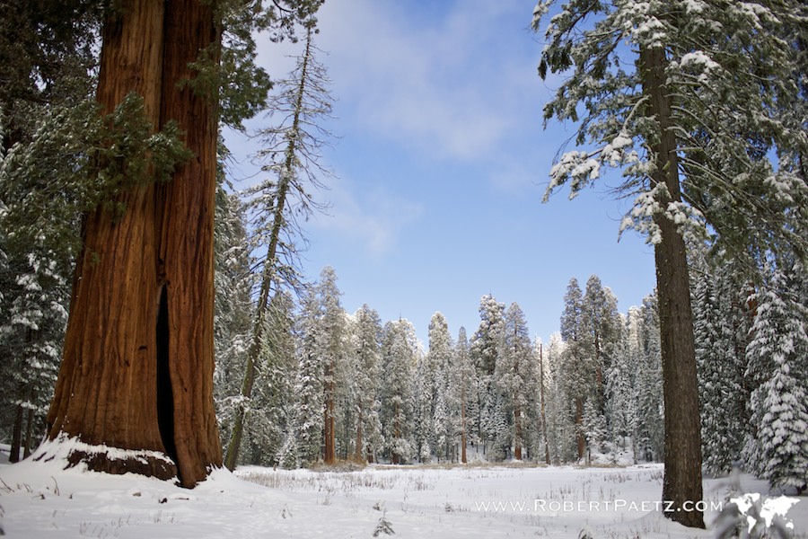 Sequoia, Travel, National. Park, Photography, Destination, Wedding