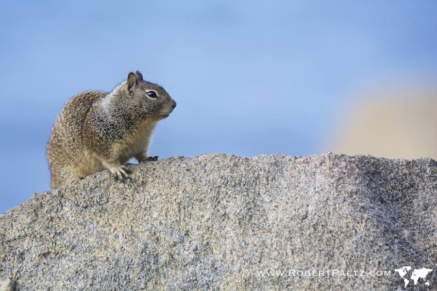 Squirrel, Photography, Photographers, San, Francisco, Travel, California, Tree