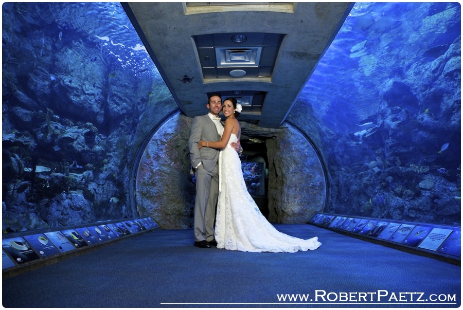 Aquarium, of, the, Pacific, Wedding, Photography, Long, Beach, California