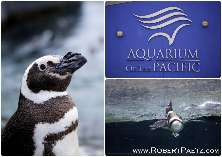 Aquarium, of, the, pacific, long, beach, california, engagement, photography, photographer, penguins
