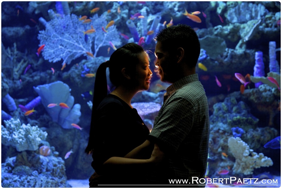 Aquarium, of, the, pacific, long, beach, california, engagement, photography, photographer, penguins